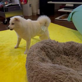 もっちーの画像