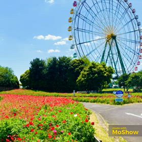 満開の薔薇とポピーの画像