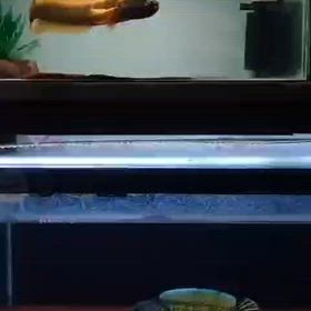 2025！年始から世界に激震が走る超レア魚！の画像