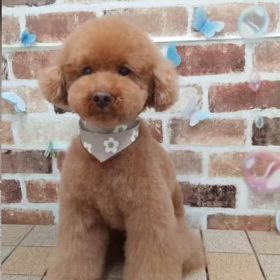 紳士空悟の画像