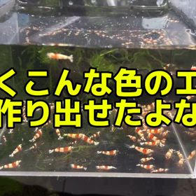レッドビーシュリンプと呼べの画像