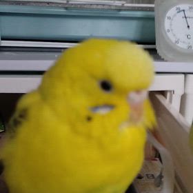 おはようの画像