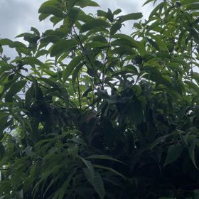 泰平の眠りを覚ますアブラゼミの画像