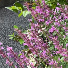 ホシホウジャクの画像