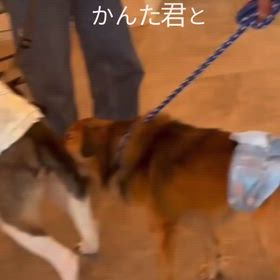 家族募集中のかんた君のご紹介動画を作りましたの画像