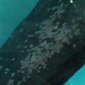 エンゼル  産卵 4日目の画像