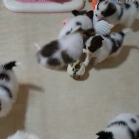 子犬ちゃんの動画ですの画像