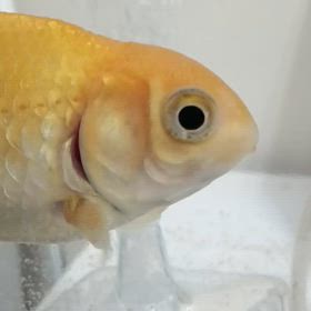 金魚掃除。の画像