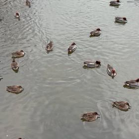 水鳥たちの画像