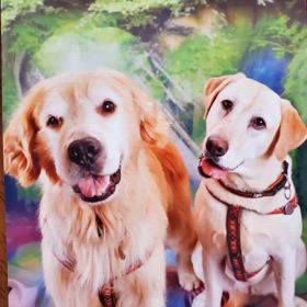 ポチ子は素晴らしい相棒でしたの画像