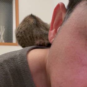 背乗りウリの画像