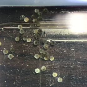 コリドラス 産卵  4日目の画像