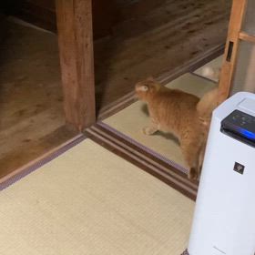 2024/11/23今週のハナの画像