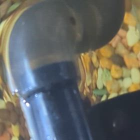 メダカが産まれたの画像