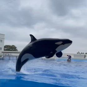 ラブしゃち(*^^*)Vの画像