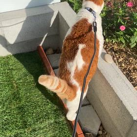 グリコの散歩の画像