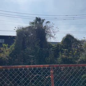 チュンチュン　春だなぁ　の画像