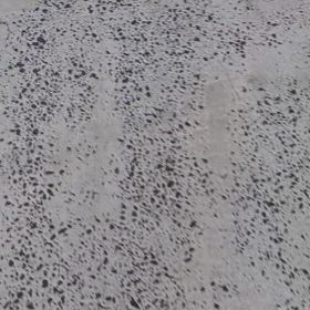 人参2品種の種蒔き後…発芽を確認できました！の画像