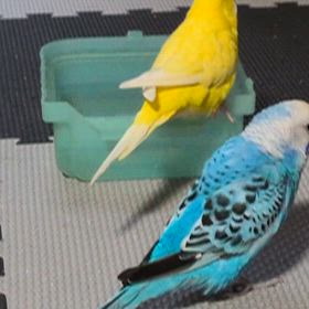 我が家のぴーちゃんたちの画像