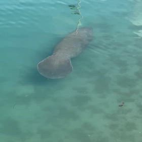 おどけるマナティの画像