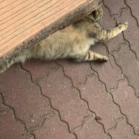 オナラしちゃてゴメンの画像