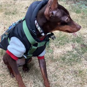 二頭飼い生活の画像