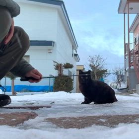 野良猫黒くんの画像