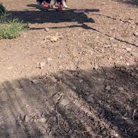 来週お渡し予定の子の画像