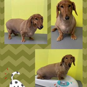 DOGXDOG ココアくんの画像