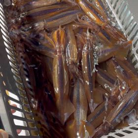 7月１日　イカメタルの画像