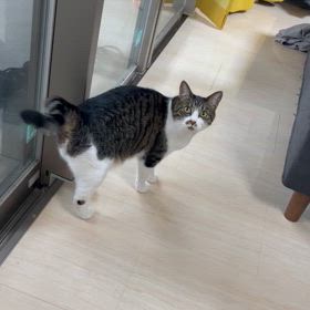 はるちゃんの画像