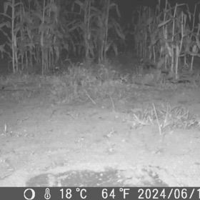 すぎぴたんの事件簿シーズン3　533話（防御成功！！！　ハクビシン）の画像