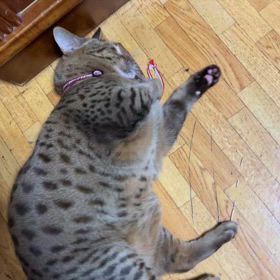 &green market④の画像