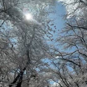 4月9日の朝の桜の画像