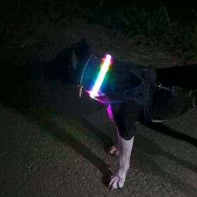 ワンコ散歩(＾ω＾Ｕ)の画像