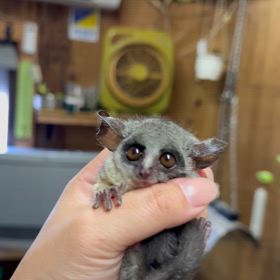 ショウガラゴ　ベビーちゃんの画像