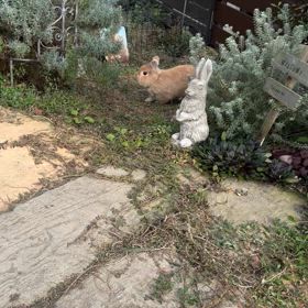 晴れた日は…うさんぽ日和の画像