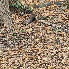 リスの動画②の画像