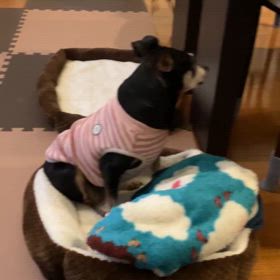 二頭飼い生活の画像