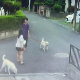 犬のしたい様に　Σ('◉⌓◉’)の画像