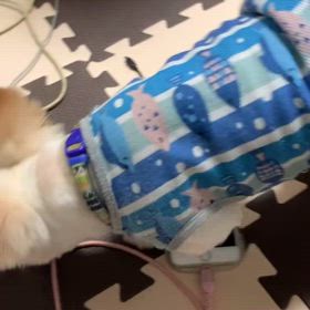 愛犬美容室の画像