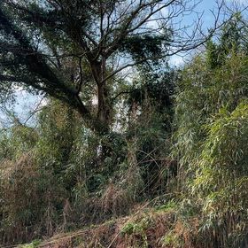 ウグイス鳴くの画像