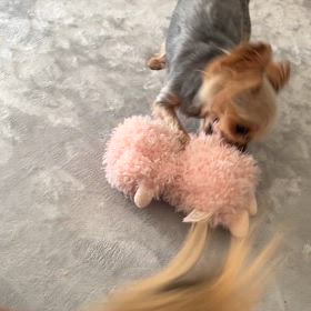 遊びたい9歳のヨーキーの画像