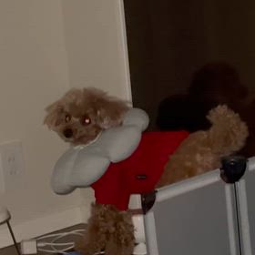 ポコの得意技　目覚ましポコの画像