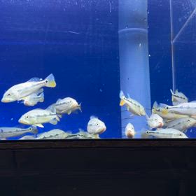 大人気のキクラフォーゴ！サマーセールやっちゃいます！の画像