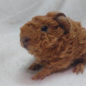 今日テディモルモット♂産まれました❤の画像