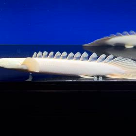 今回はプラチナ蜃気楼祭り！大当たり便ですよ！の画像