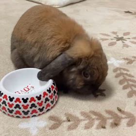 うさぎさんの朝ご飯♪の画像