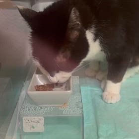 はっち、食べた！の画像