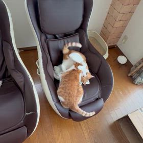 ニャンズLOVE♡の画像